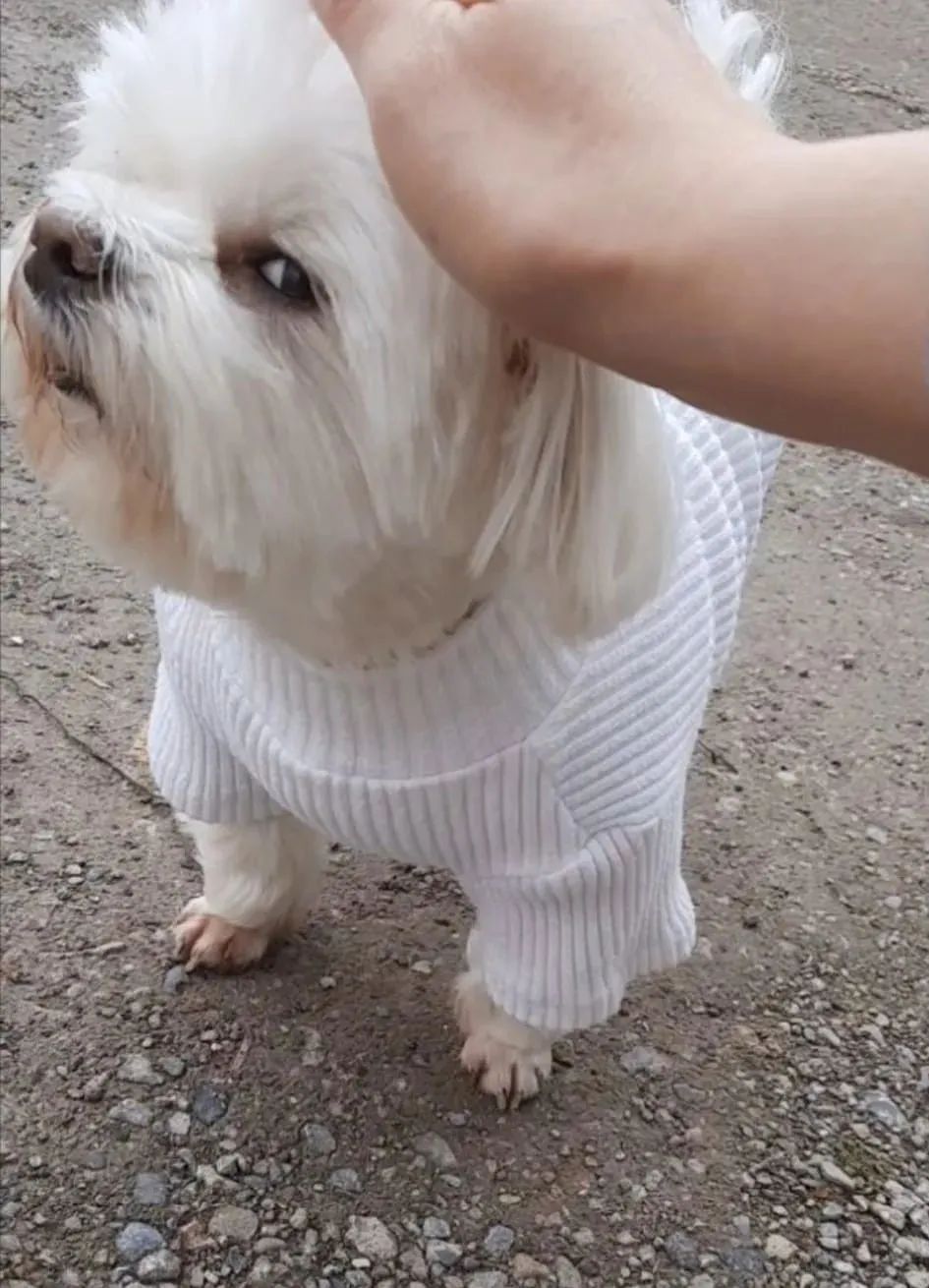 找罗威纳握手结果被狂翻白眼隔着屏幕都感受到了嫌弃