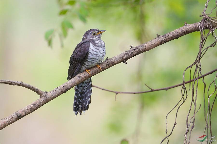 山海间|站立芒梢呼唤镰刀的布谷鸟|麦子|田野_新浪新闻