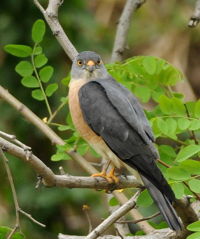 山海间|站立芒梢呼唤镰刀的布谷鸟|麦子|田野_新浪新闻
