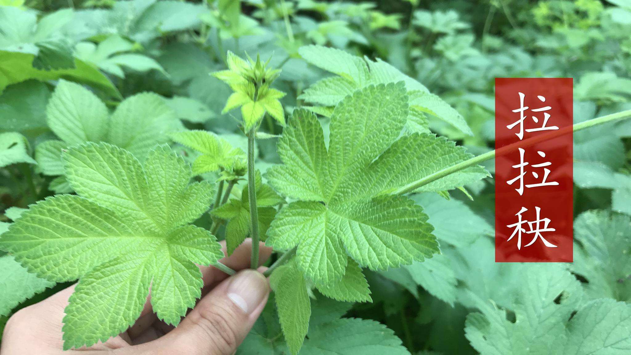 农村常见的植物拉拉秧是个宝很多人都不懂它的用途与价值