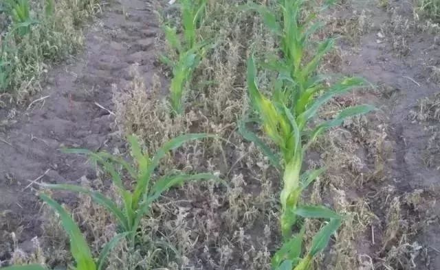 今年种植玉米,到底有多难?别的不用说,看这几张图片!休闲区蓝鸢梦想 - Www.slyday.coM 今年种植玉米,到底有多难?别的不用说,看这几张图片!休闲区蓝鸢梦想 - Www.slyday.coM