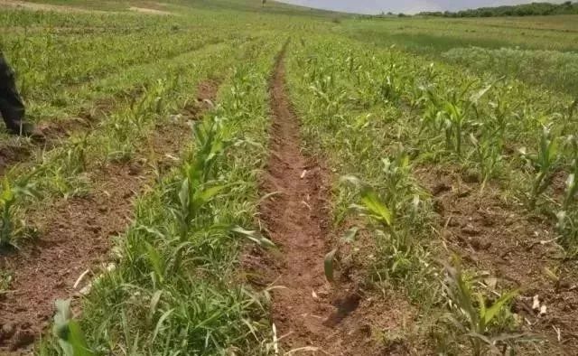 今年种植玉米,到底有多难?别的不用说,看这几张图片!休闲区蓝鸢梦想 - Www.slyday.coM 今年种植玉米,到底有多难?别的不用说,看这几张图片!休闲区蓝鸢梦想 - Www.slyday.coM
