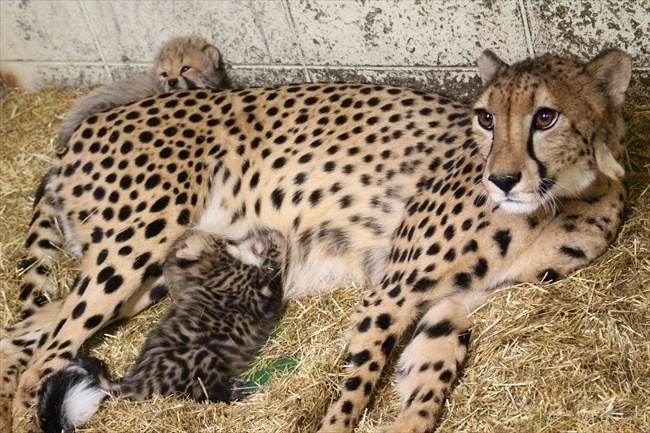这只豹妈妈生了2只豹宝宝呆头呆脑的萌死了