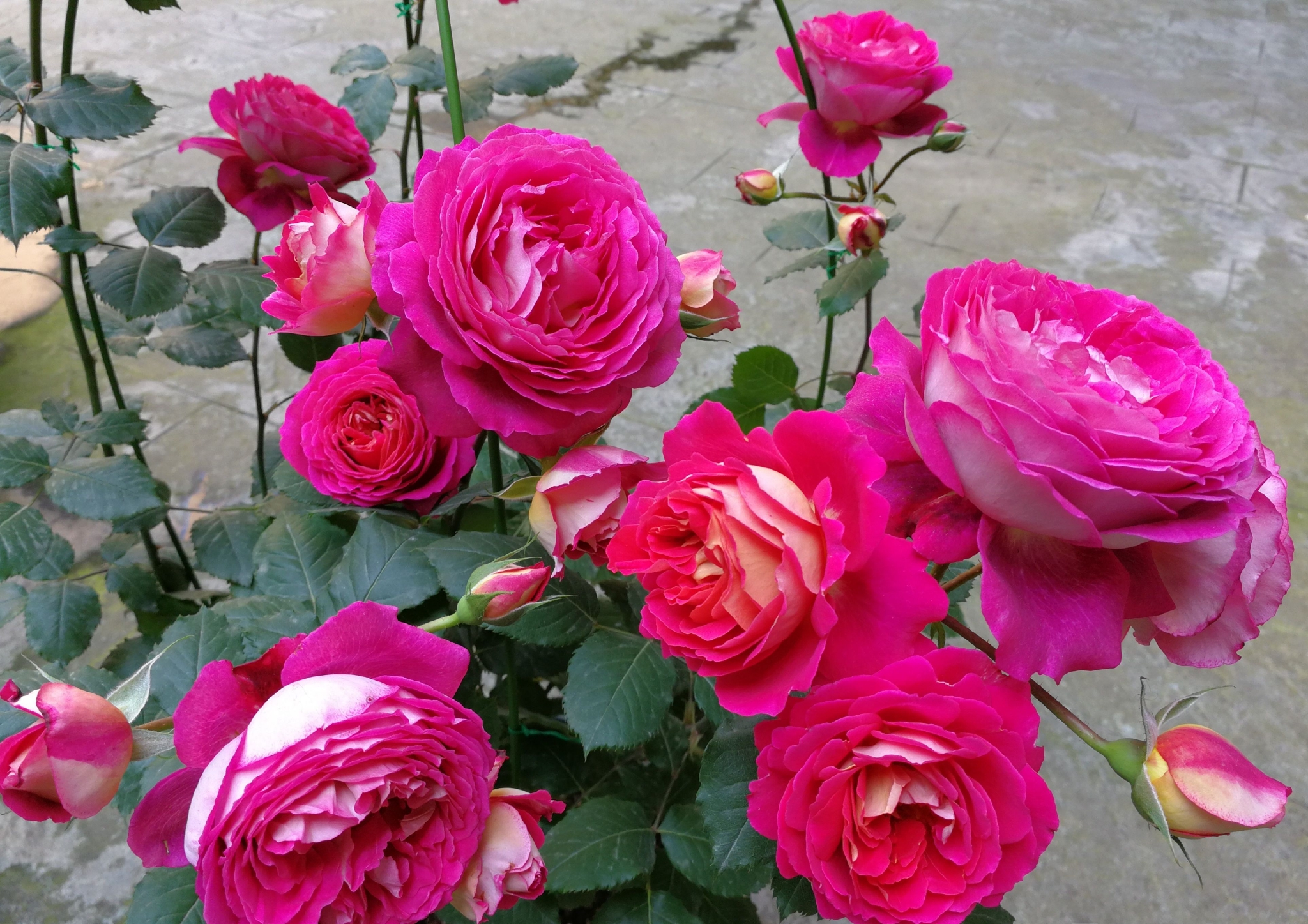 喜欢月季花就养马医生又美又香多季花开阳台也能养