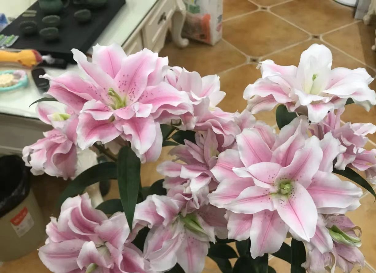 中日航天挖土大比拼 嫦娥五号和隼鸟二号谁更强