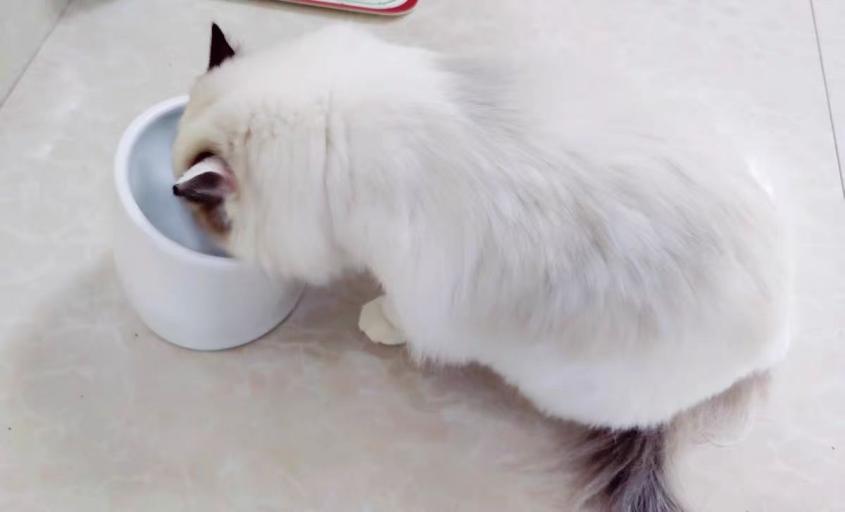 从种草到爱住,草本魔力猫粮治好了我的选粮困难休闲区蓝鸢梦想 - Www.slyday.coM 从种草到爱住,草本魔力猫粮治好了我的选粮困难休闲区蓝鸢梦想 - Www.slyday.coM