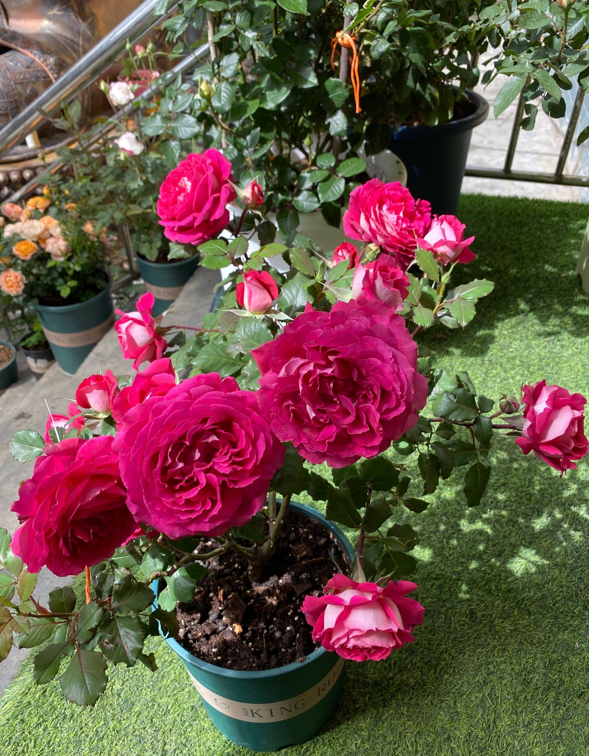 喜欢月季花就养马医生又美又香多季花开阳台也能养