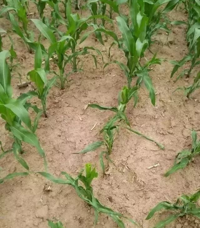 今年种植玉米,到底有多难?别的不用说,看这几张图片!休闲区蓝鸢梦想 - Www.slyday.coM 今年种植玉米,到底有多难?别的不用说,看这几张图片!休闲区蓝鸢梦想 - Www.slyday.coM