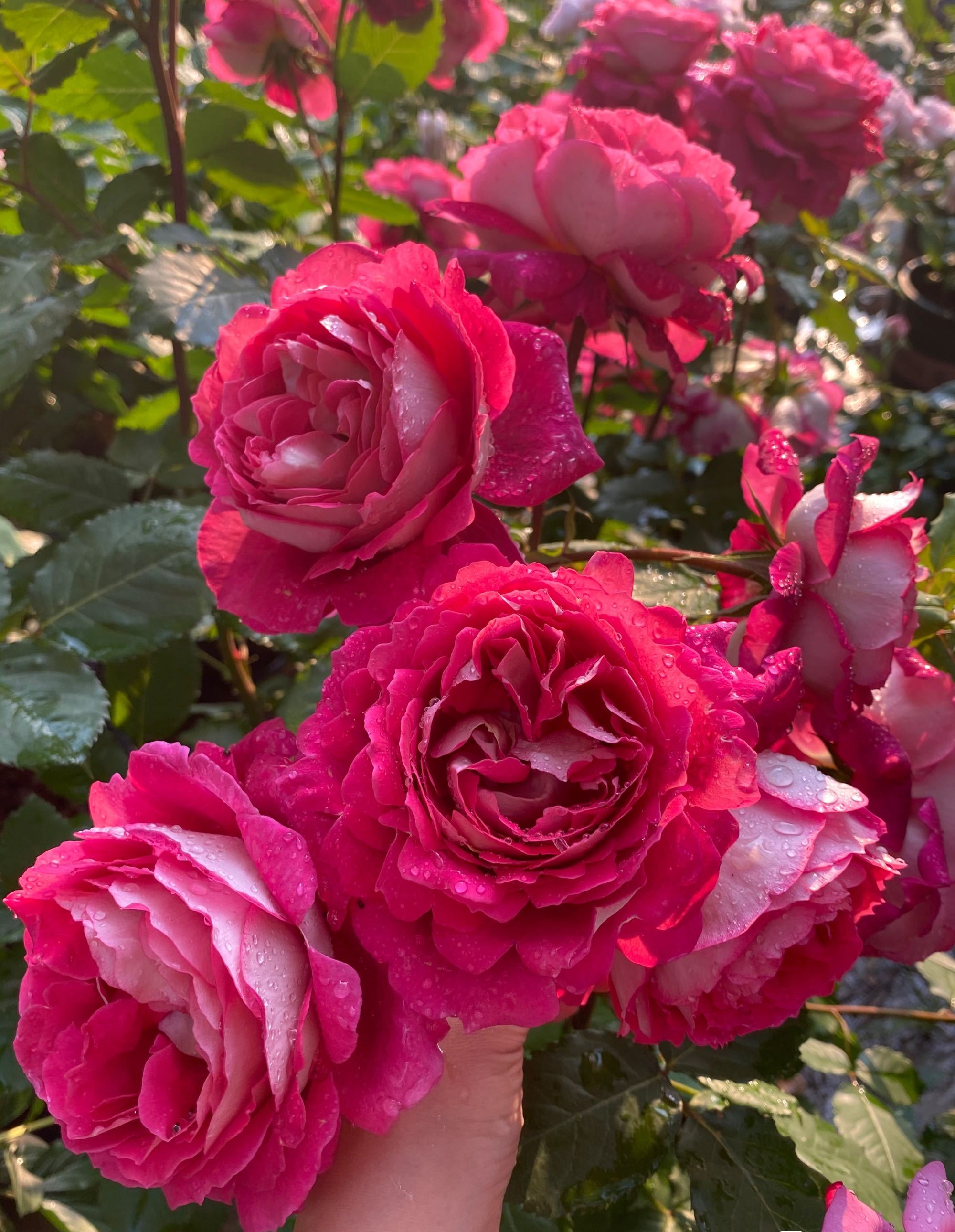 喜欢月季花就养马医生又美又香多季花开阳台也能养