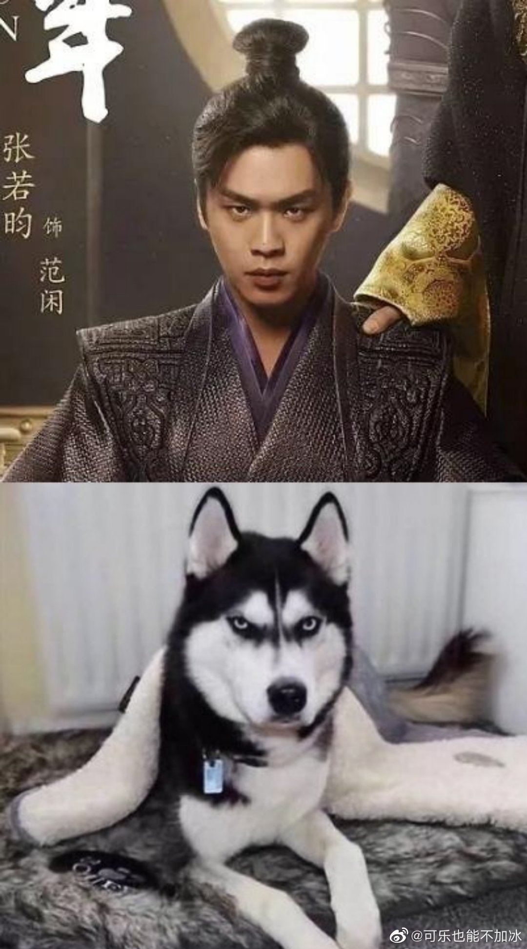 但是张若昀真的很哈士奇啊|张若昀|哈士奇|狗_新浪新闻