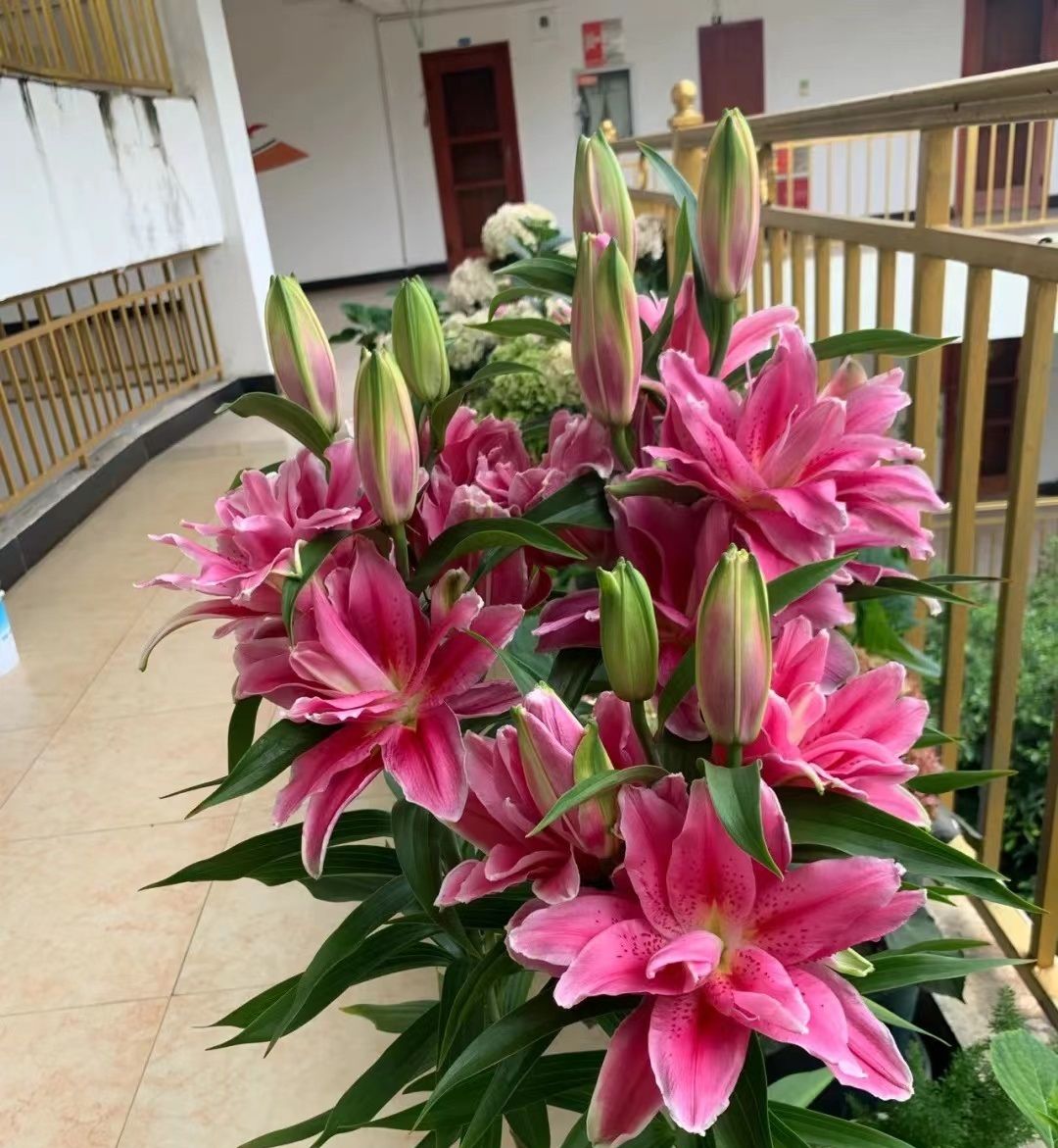 隼鸟二号采样返回,嫦娥五号落月挖土,中日王牌探测器...