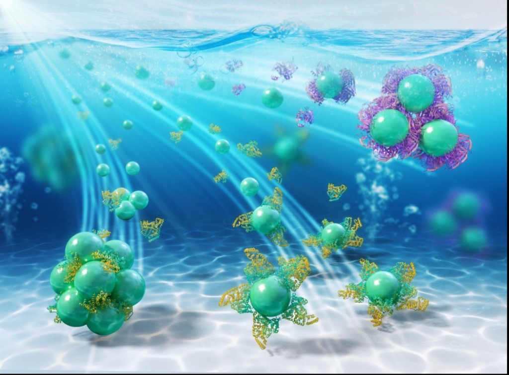 纳米塑料颗粒的团聚与沉降.上海交大供图