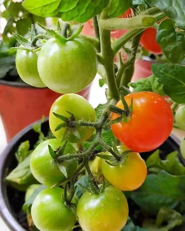 如何开启小习惯软件会员专享设置的番茄钟模块