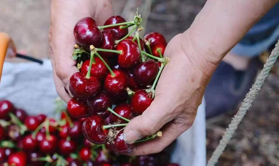 京东物流开通烟台深圳全货机“双飞航线”，让樱桃荔枝“飞”起来休闲区蓝鸢梦想 - Www.slyday.coM