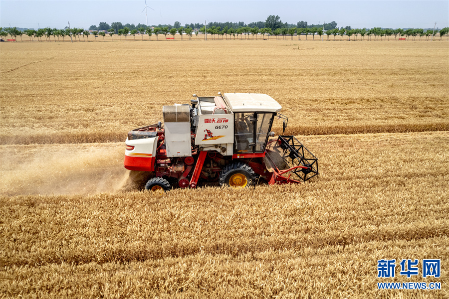 河南滑县:小麦进入收获季|滑县|河南省|收割机_新浪新闻