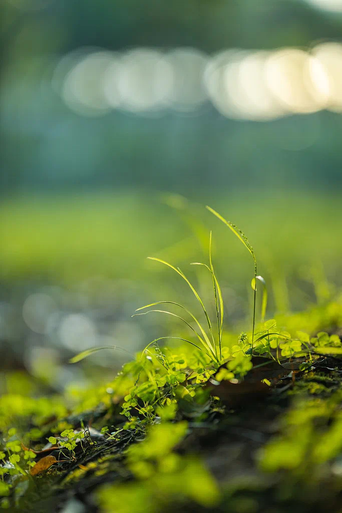 胖猫之死：一鲸落，万物生