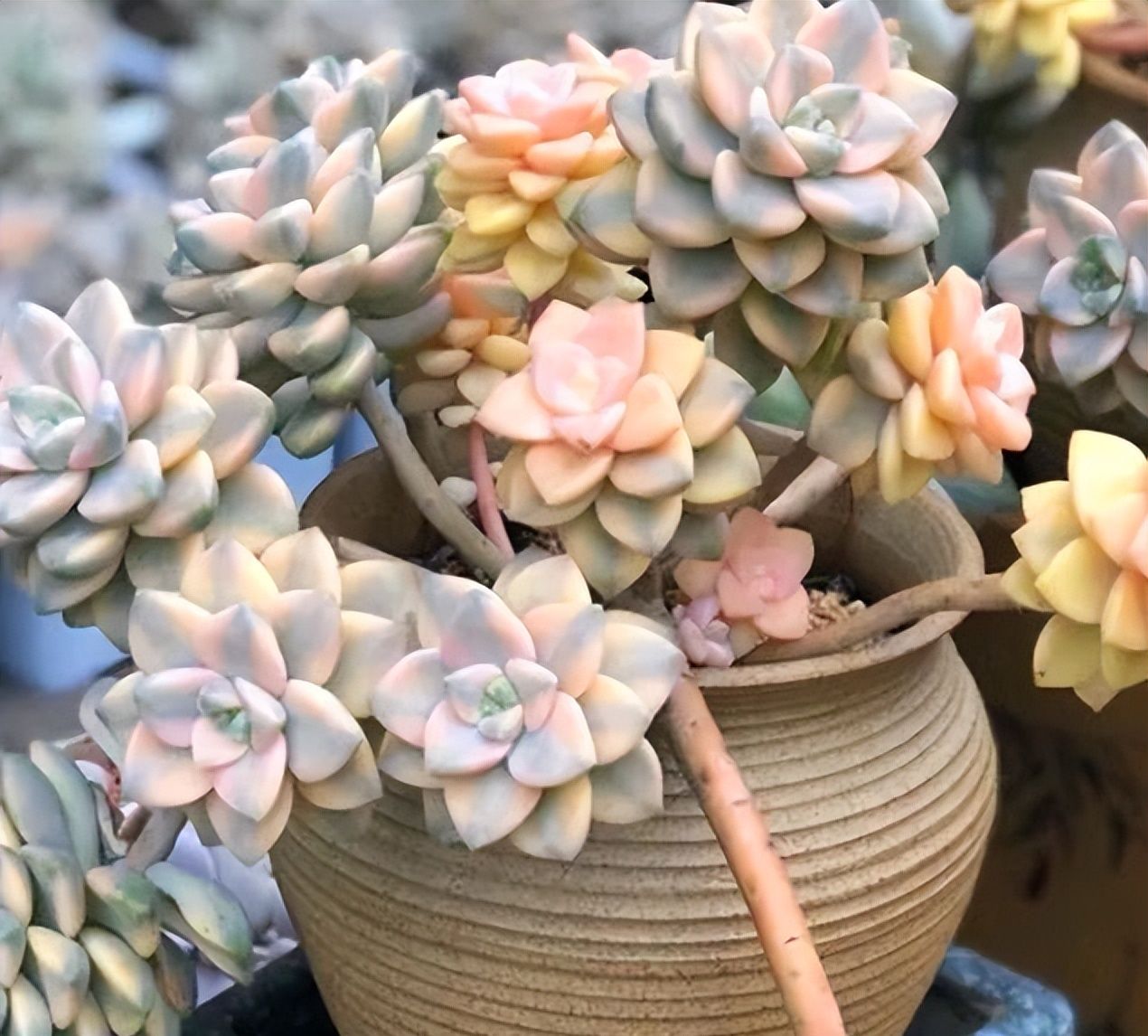 养护美杏锦千万不可以淋雨,夏天的雨水多,需要注意