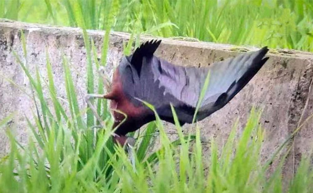 四川出现彩鹮，常与白鹭一起觅食，还把鱼藏喉咙里带回巢穴喂幼鸟休闲区蓝鸢梦想 - Www.slyday.coM