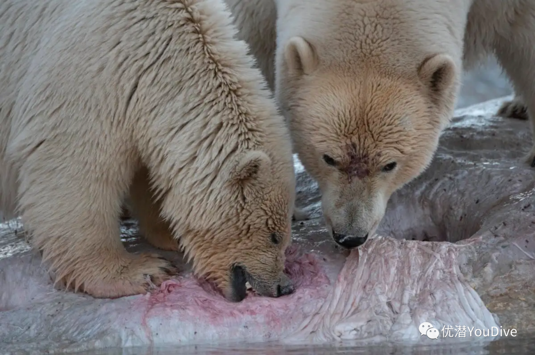 大吃一鲸说出来你不信去年我吃的这顿饭今年还能继续吃