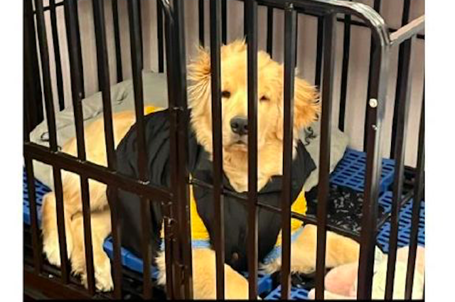 小狗狗被关在笼子里,年龄不大却显得很沧桑,是走忧郁风格的吗?