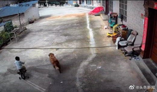 2岁男童与狗走失8天后狗独自归家 家属出10万寻人休闲区蓝鸢梦想 - Www.slyday.coM 2岁男童与狗走失8天后狗独自归家 家属出10万寻人休闲区蓝鸢梦想 - Www.slyday.coM