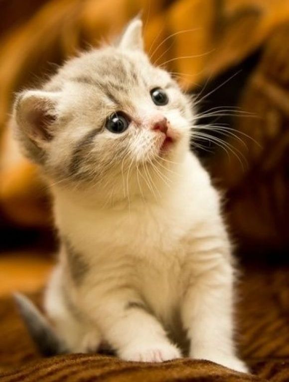 一个多月的小奶猫一直叫怎么办