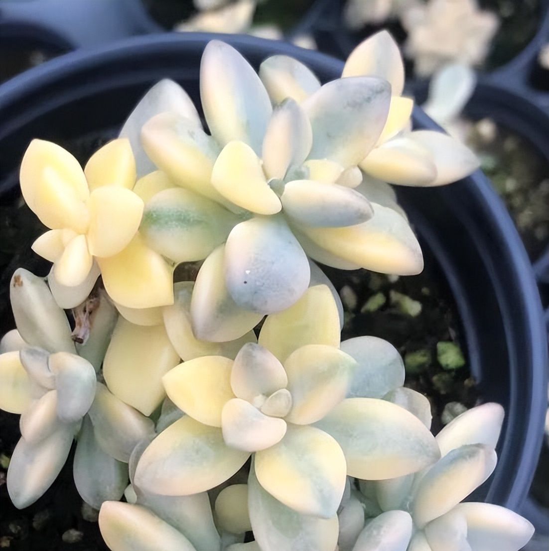 今天小编就给大家分享夏天养护美杏锦的小技巧,做好