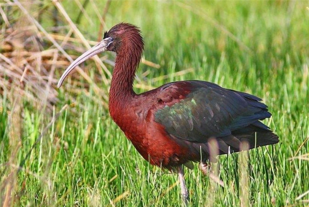 四川出现彩鹮，常与白鹭一起觅食，还把鱼藏喉咙里带回巢穴喂幼鸟休闲区蓝鸢梦想 - Www.slyday.coM