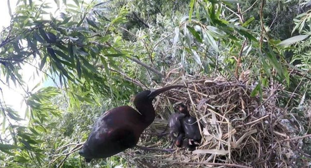 四川出现彩鹮，常与白鹭一起觅食，还把鱼藏喉咙里带回巢穴喂幼鸟休闲区蓝鸢梦想 - Www.slyday.coM