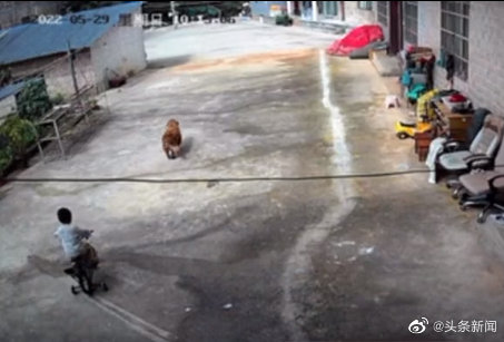 2岁男童与狗走失8天后狗独自归家 家属出10万寻人休闲区蓝鸢梦想 - Www.slyday.coM 2岁男童与狗走失8天后狗独自归家 家属出10万寻人休闲区蓝鸢梦想 - Www.slyday.coM