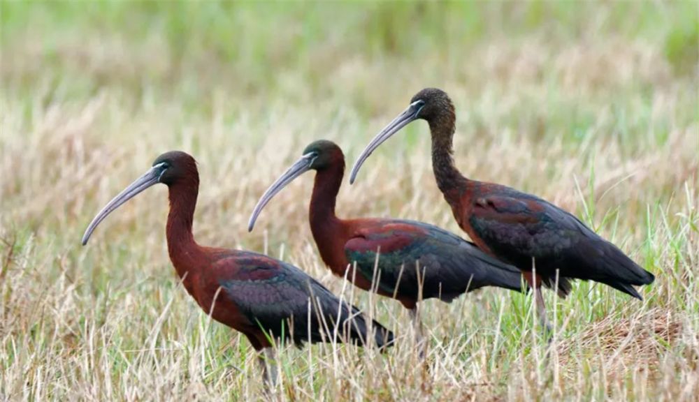 四川出现彩鹮，常与白鹭一起觅食，还把鱼藏喉咙里带回巢穴喂幼鸟休闲区蓝鸢梦想 - Www.slyday.coM