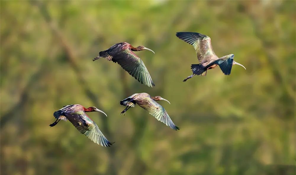 四川出现彩鹮，常与白鹭一起觅食，还把鱼藏喉咙里带回巢穴喂幼鸟休闲区蓝鸢梦想 - Www.slyday.coM