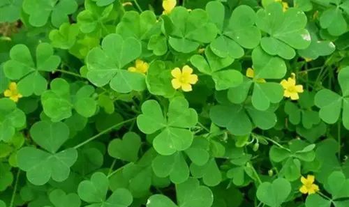 酢浆草叶子发蔫怎么办怎么解决