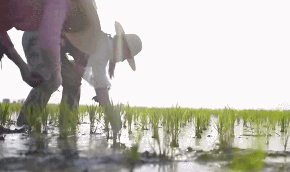 不争产量密集种植，每一株稻子都要有自由呼吸的空间。