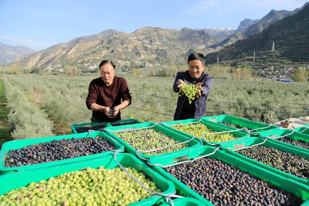 陇南油橄榄种子搭乘"神舟十四号"飞上太空