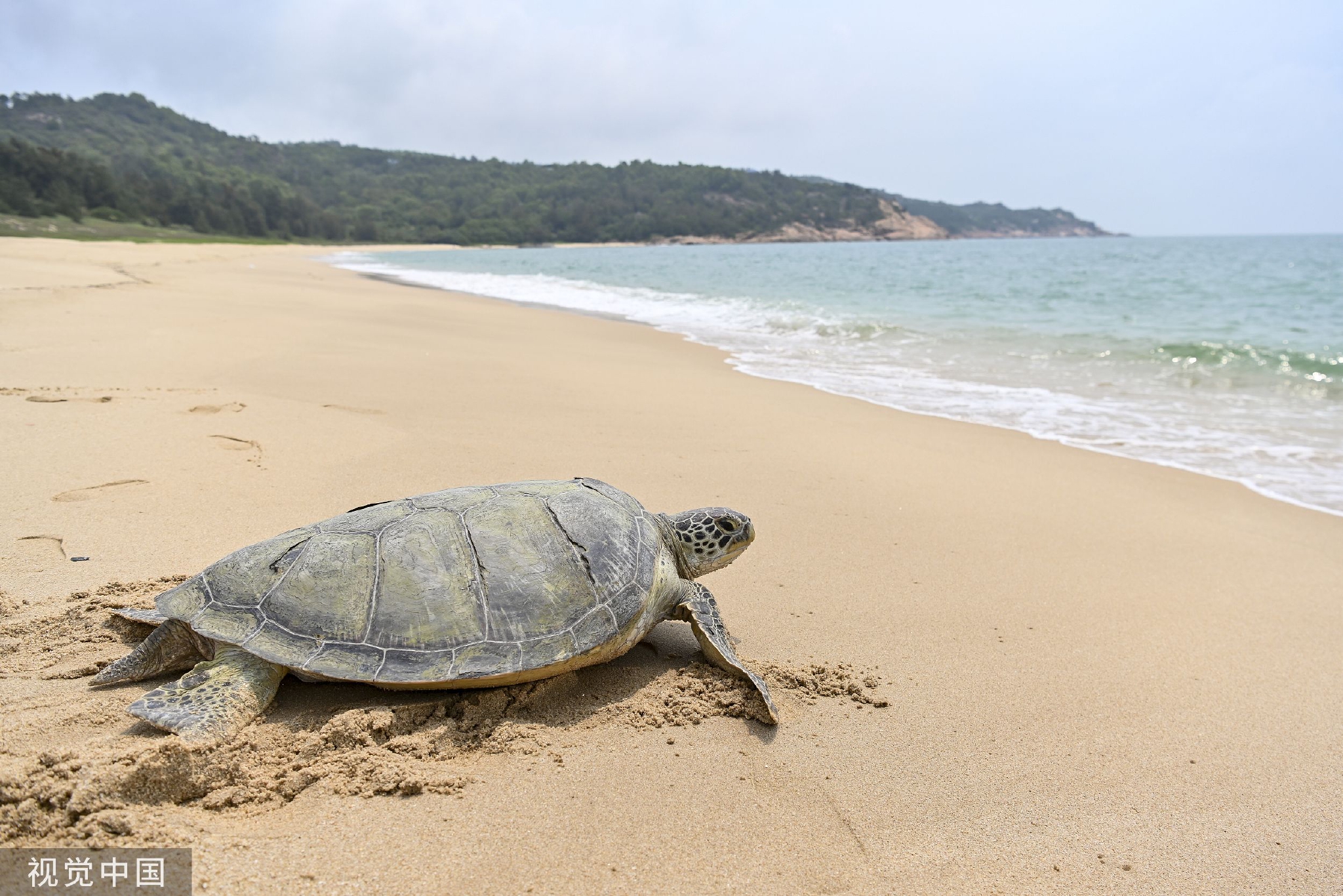 惠东海龟国家级自然保护区的"海龟湾"