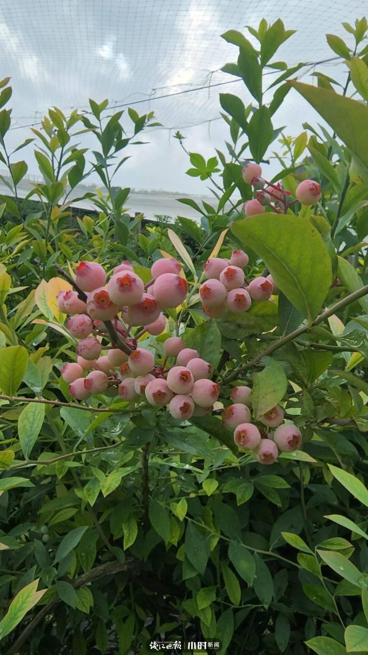 我为家乡水果代言⑦｜5角硬币大小的蓝莓，可以榨汁做酒做馒头，文末有福利休闲区蓝鸢梦想 - Www.slyday.coM