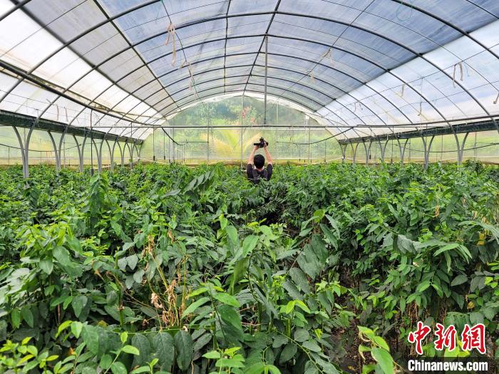 海南五指山野菜从山野采摘走向大棚种植|蔬菜_新浪财经_新浪网