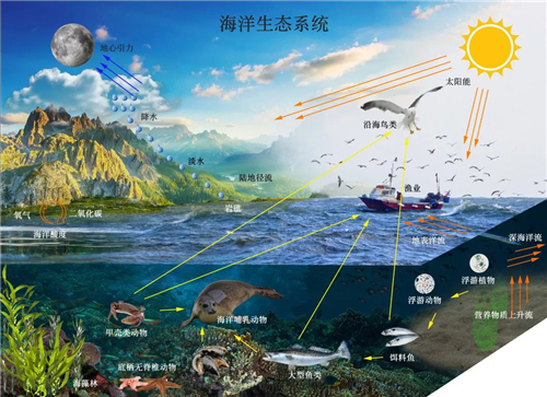 什么是海洋生态系统