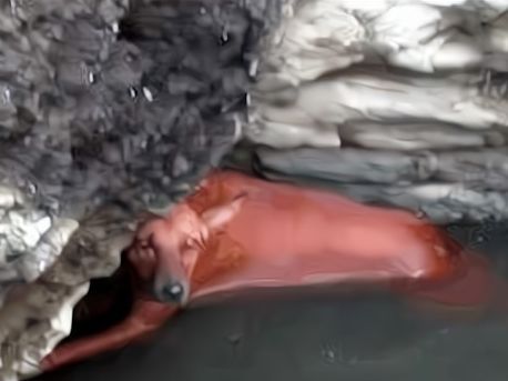 男子河边垂钓，发现水里有动静，看清后气愤不已！休闲区蓝鸢梦想 - Www.slyday.coM