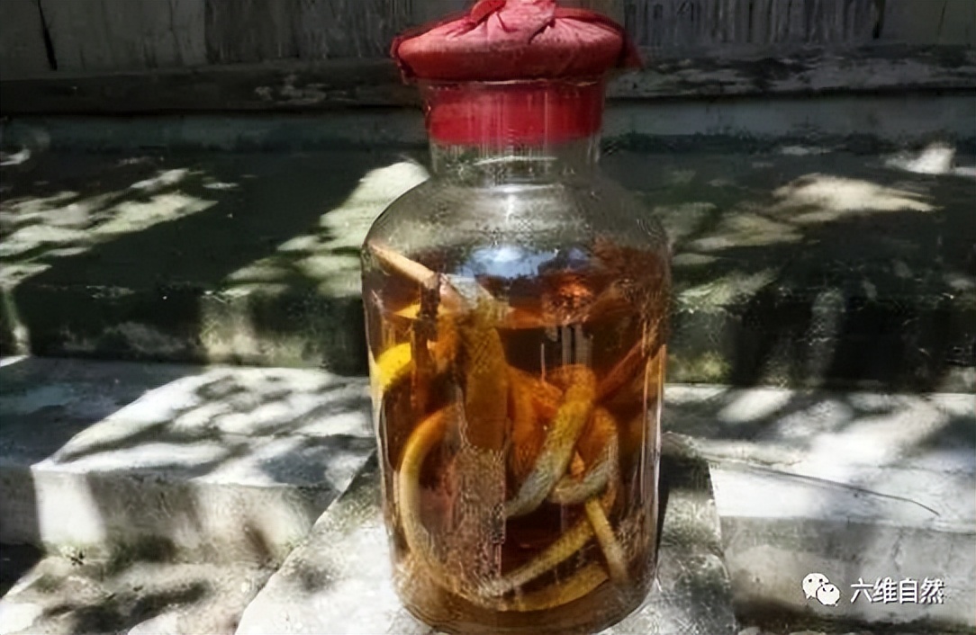 湖北一地下室有4条眼镜蛇,2条王锦,53条乌梢蛇,是非法捕捉出售