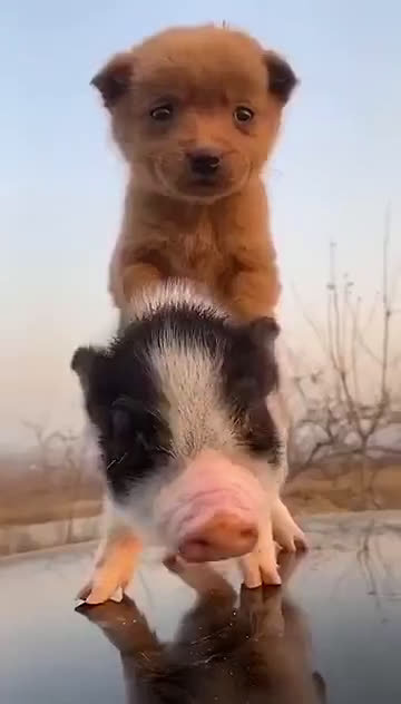 猪猪敢怒不敢动狗狗能有什么坏心眼呢