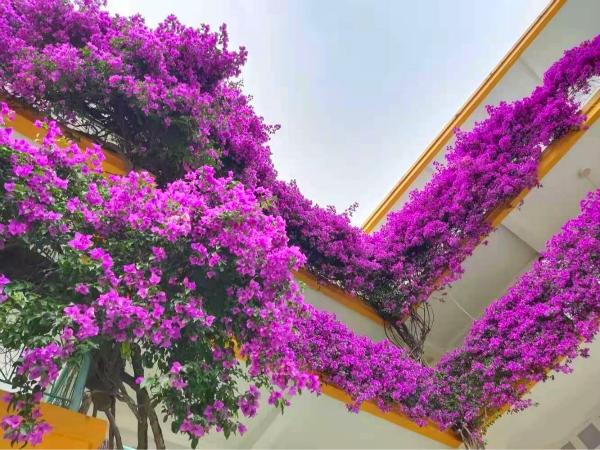 这是一棵造型妖孽的三角梅拐着弯地爬上三层楼真牛掰