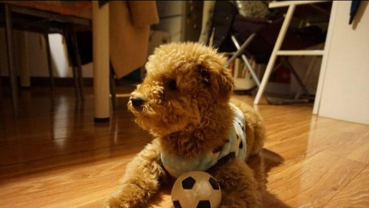 泰迪一生中有“几个愿望”，第一个就有很多主人做不到休闲区蓝鸢梦想 - Www.slyday.coM