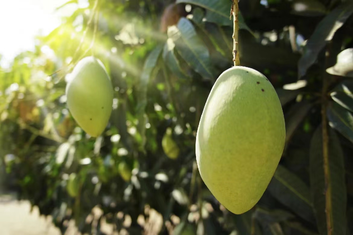 梧州街道的绿化芒成熟了,你会去摘吗?|芒果|芒果树|梧州_新浪新闻