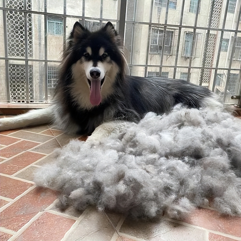 网友:欲哭无泪|阿拉斯加|阿拉斯加犬|雪橇_新浪新闻