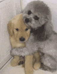 泰迪一生中有“几个愿望”，第一个就有很多主人做不到休闲区蓝鸢梦想 - Www.slyday.coM