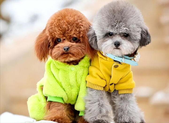 泰迪一生中有“几个愿望”，第一个就有很多主人做不到休闲区蓝鸢梦想 - Www.slyday.coM