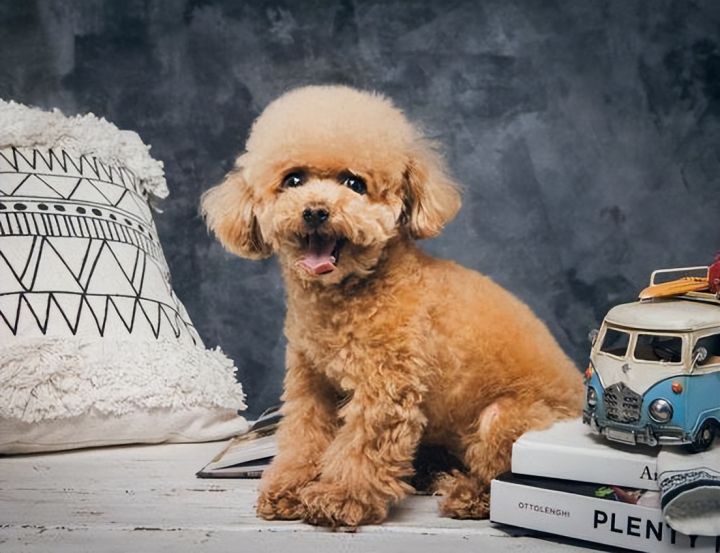 泰迪一生中有“几个愿望”，第一个就有很多主人做不到休闲区蓝鸢梦想 - Www.slyday.coM