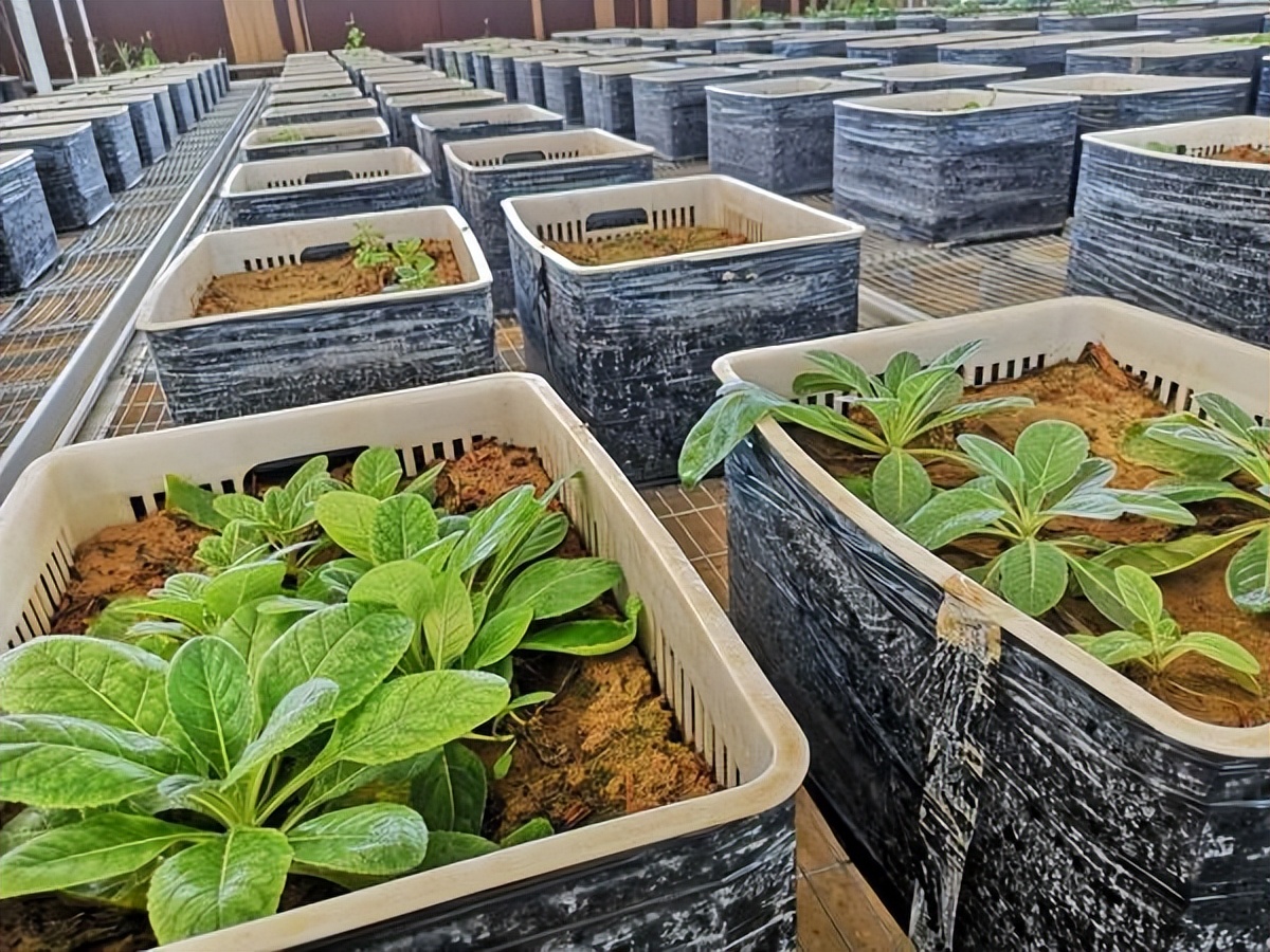 中国国家基因库,破解困扰世界多年难题,植物领域研究跨出一大步|国家